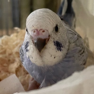 セキセイインコ🦜飼育初心者🔰です。 2025.06.22 我が家にやって来てくれました🦜 名前はハロです よろしくね♪ 多分男の子。無言フォロー失礼します🙏🏻