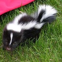 Yeetie McFleetie (@pythonintercept) 's Twitter Profile