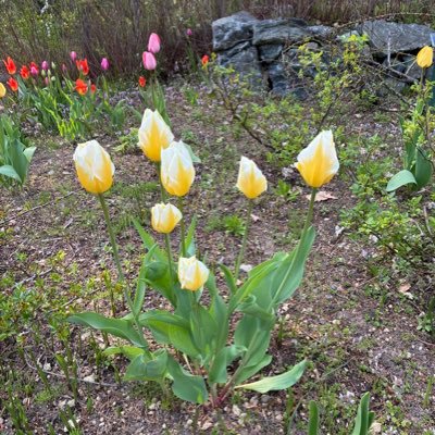 UTBOwURd4g6ur4c's profile picture. 日々、認知症高齢者に携わっています。老人施設で看護師として勤務しています。花とスイーツが好きです。