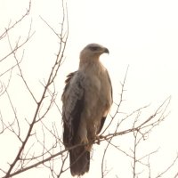 One_Nation (@divine_path_) 's Twitter Profile