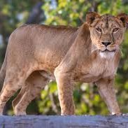 jordan_jordanvi's profile picture. Trying not to go insane.