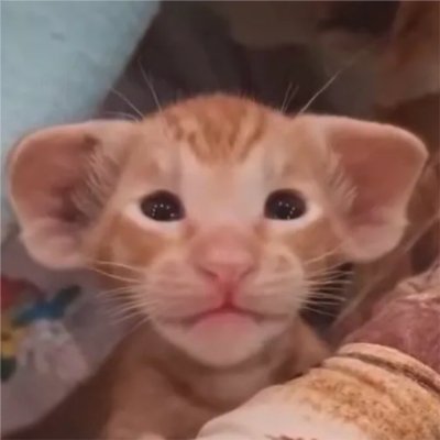 mangro3_duck's profile picture. 