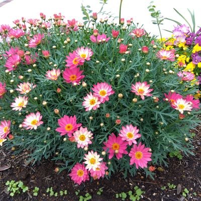 susan6826's profile picture. 孫が３人います。韓流ドラマが大好きですー