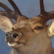 turn_ip_'s profile picture. turnip, homosexual stag, 23