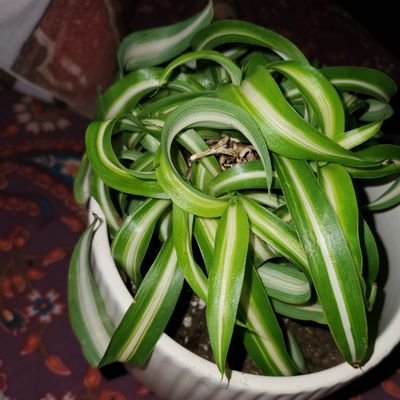 Sarajaved2418's profile picture. University of Toronto/ Criminology