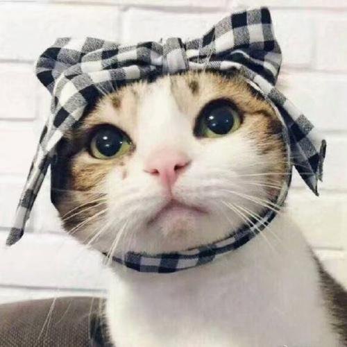 gxbbk27313141's profile picture. gxbbk27313141 一手源头推特刷粉刷赞网站：https://t.co/k0lfWThkdX    85元代开推特蓝V 全球最低价 蓝V购买网址 https://t.co/ULwkc4zpOE 电报客服：https://t.co/XSdCpL9fQV