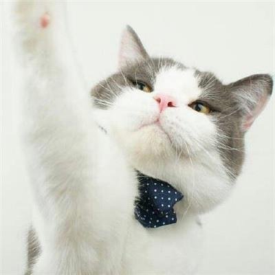 zltyp49252766's profile picture. 