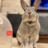 tonsuke_at's profile picture. 9歳♂ ミニウサギのとんすけ🐰 と心配性のSuzuです。シニアにはいるとんすけの体調記録、たまに弟分の10ヶ月👶🏻のことつぶやいてます。可愛いうさぎさん無言フォロー失礼します！