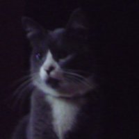 Kaleb's voices (@kalebs_voices) 's Twitter Profile