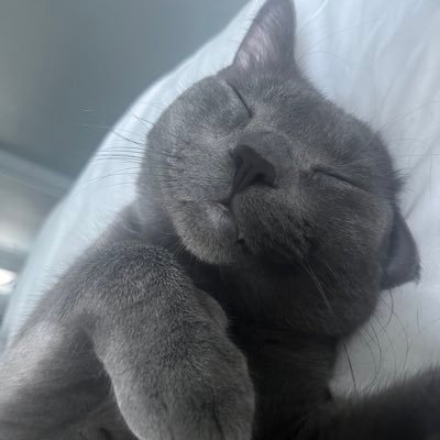 chopper (beautiful boy cat) fan club