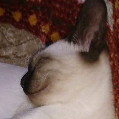 xまかろんxさんのプロフィール画像