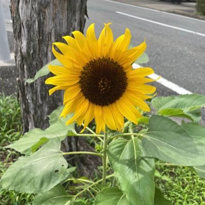 タイプロからの新規🔰猪俣周杜くん💛気になった方、無言フォローしちゃいます🌟