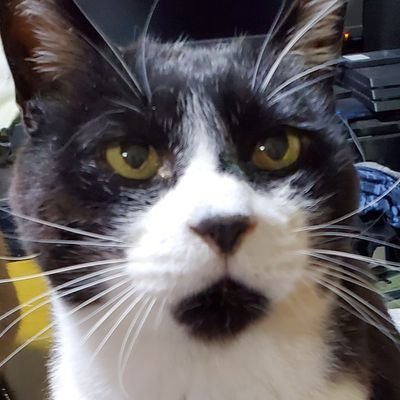 jun 🐾 里親募集中 & 預かりさん募集中(切実) 🐾 (@okotamaru) / Posts / X