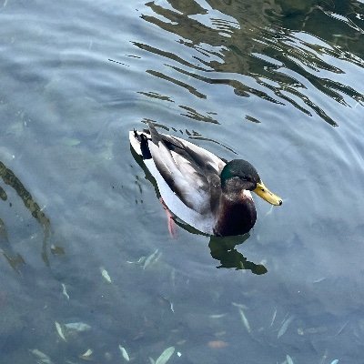 Sparkly70966407's profile picture. a fun dude

if u wanna add me on roblox my username is Sparklywater00