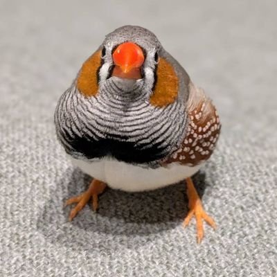 shichimi_CieiD's profile picture. ボードゲーム垢です🦚  

大阪・京都