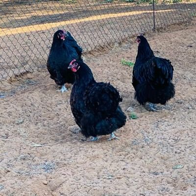 frankduxbw's profile picture. Hustle or Surrender