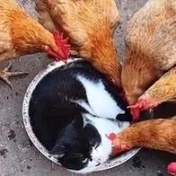 Darganis1's profile picture. 