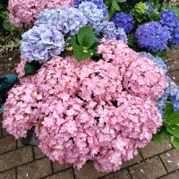 まきたん (@gainenhinata) 's Twitter Profile Photo