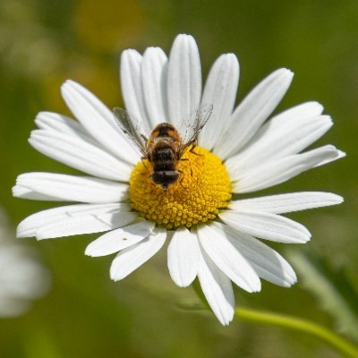 Happy snapper 📸 Bee's, Planes, trains & automobiles, love forests, moors or anywhere peaceful with nature
Views expressed are my own 🧠
NO DM's 🚫