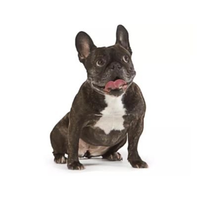 charles_do42383's profile picture. FF14 Mana Chocobo🐈‍⬛