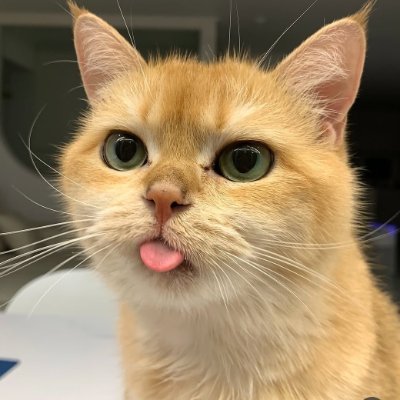 naznnina's profile picture. میو.