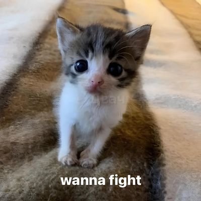 auscyz3's profile picture. 