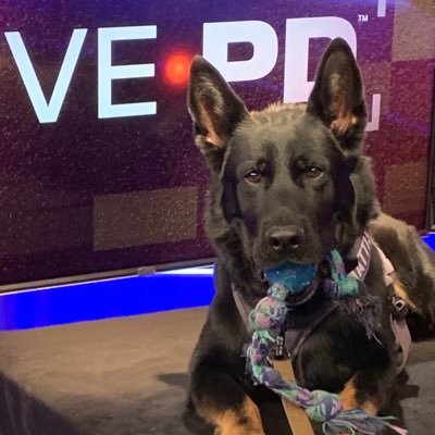 stevejames323's profile picture. k9 mattis