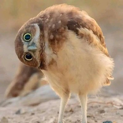 raishiryuu's profile picture. 