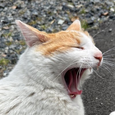 tsukasa_1190's profile picture. 気になったこと、風景、景色、食べ物等、いろいろ⤴️してます。 ゲームも好きです🎮 いろんな感性の方とたくさん繋がりたい。 よろしくお願いします。 仕事の都合上、TL追えないことがあります💦趣味垢作りました✌️@re_born0303🎉こちらもよろしく🙏