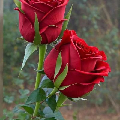vikasdev224129's profile picture. 