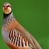 राजस्थानी तीतर (@rajsthanititar) 's Twitter Profile