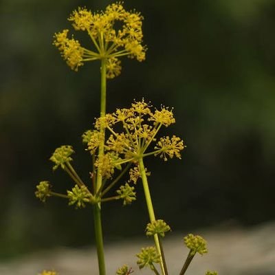 Sohail_Ensare's profile picture. comman man