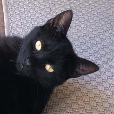 officialwinge's profile picture. Middle class oldish lady who just wants the idiots to go away. Make Britain Great Again and Vote for Cats 🐈‍⬛
