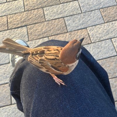 To eat or not to eat, that is the question. Bluesky→https://t.co/bYS8i1kFRm