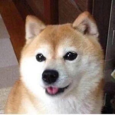 ShibaJoy (SJOY) is like a small bond, connecting people who love dogs and friends who like blockchain, conveying little warmth.