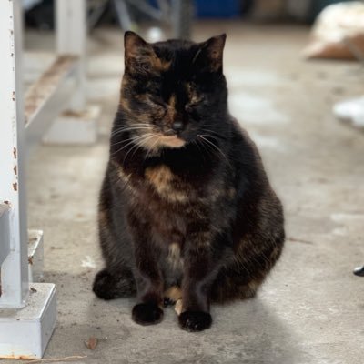 tamagokake_gg's profile picture. owから逃げるな