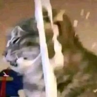 ✿ᴰᴺ๖ۣۜAƘhôi狼 (@anhkhoi_xem2d) 's Twitter Profile