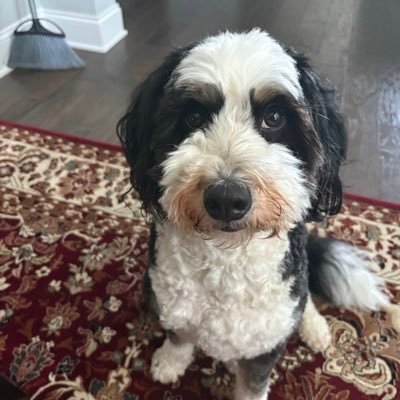 hunterBAlt69's profile picture. @hunterbidenDem alt. Ranting account and occasionally nature pics.