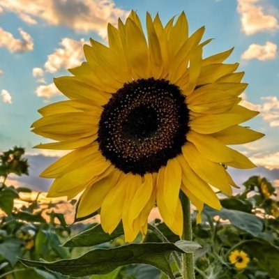 Sherlovesdogs's profile picture. I love Jesus, hubby, and family. Dogs grab my heart.