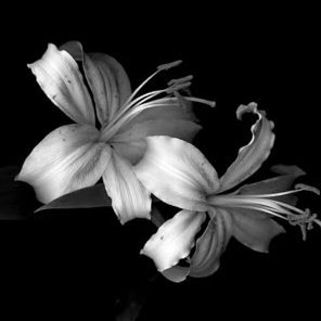 m0chi_009's profile picture. idk🥱