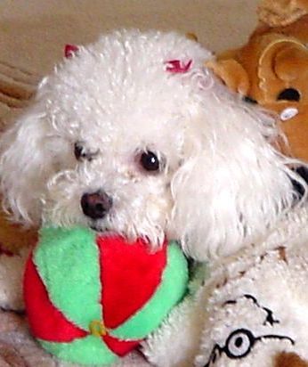 from rescue to royalty- a beautiful blogging Bichon shares her life