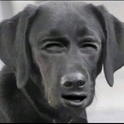 Motorsports kind of person. Proud supporter of the Dogface Army. #DFA