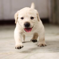 Funny and cute dog pics 😍 (@pawes_and_pups) 's Twitter Profile