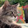 HHazcat's profile picture. Account now run by Harry's hoomum - Harry was a much-loved rescued Norwegian Forest Cat who lived his best retirement & went OT🌈B Sept '24