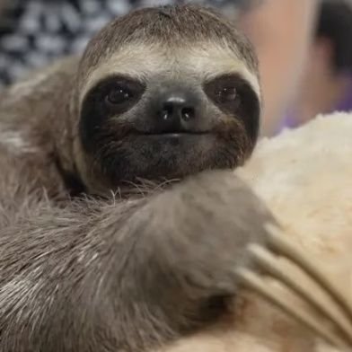 aldodimasi's profile picture. Lui/lei amo noi