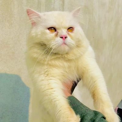 Muhamma75006739's profile picture. no