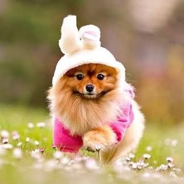 Pozerpappu's profile picture. 