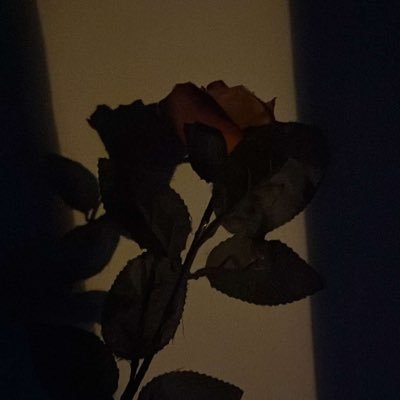 Nanak2445's profile picture. 🌻💛