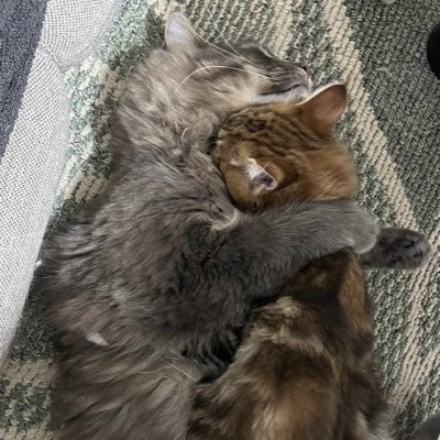 サイベリアン ♂ノイ 可愛いと思ったらフォローよろしく🐱 1匹増えてルルちゃん(サイベリアン♀)もよろしく🐱 あと言いたいことは言っちゃいます