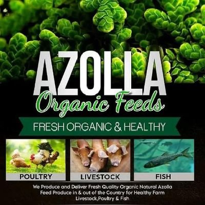 siya_phanda's profile picture. - Road Runner Breeding, Chicks, Fertile Eggs & Coup Construction 
- Rabbit Breeding , Rabbit Urine & Cages
 - Black Soldier Fly

 - Azolla Plants